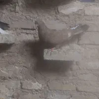 دوعدد تاپ
