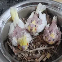 جوجه عروس هلندی لوتینو