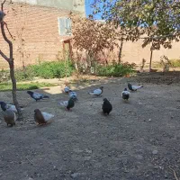 کبوتر سینه ای|پرنده|آذرشهر, |دیوار