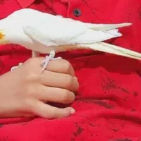 عروس هلندی مولد جوجه لوتینو دوکت معاوضه دارم|پرنده|تهران, وحیدیه|دیوار