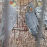 عروس هلندی سخنگو|پرنده|سنقر, |دیوار