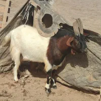 نر بز|حیوانات مزرعه|قاسم‌آباد (خواف), |دیوار