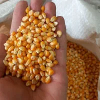 ذرت پفیلا|خوردنی و آشامیدنی|کاشان, ولیعصر|دیوار