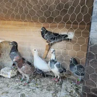 پرنده (کفتر)