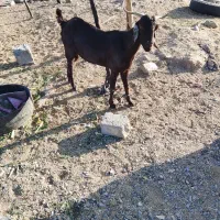 بز و تروشت چاق|حیوانات مزرعه|ایرانشهر, |دیوار