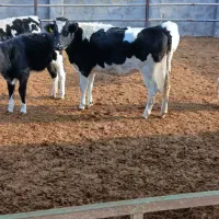 گوساله ماده تلیسه