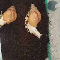 ۲ عدد حلزون آچاتینا ۲۰ سانتی جفت