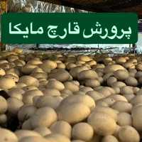 قارچ دکمه ایی