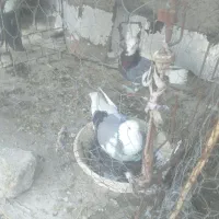 کبوتر یجا دونه ای ۳۵۰تکی قیمت فرق میکنه