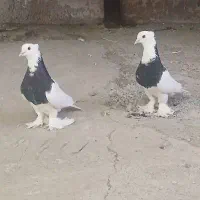 طوقی