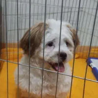 سگ شیتزو بانمک