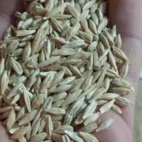 یک خروار جو درجه یک