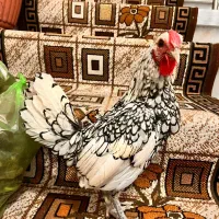 مرغ وخروس مینیاتوری چینی