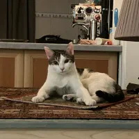 واگذاری گربه