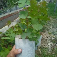 نهال انگور سردشت (رشه)