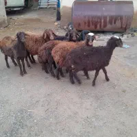 ۸راس بره گوسفند