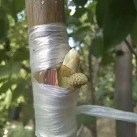 خدمات کامل باغبانی پیوند سمپاشی ۲۴ ساعته