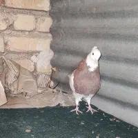 کفتر طوقی|پرنده|فسا, |دیوار