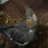 عروس پاریس یاهمون عروس هلندی|پرنده|کارون, |دیوار