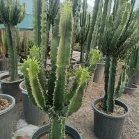 انواع گل های آپارتمانی|گل و گیاه طبیعی|مشهد, امیریه|دیوار