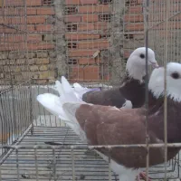 کبوتر حدود۳۰تا یجا کبوترا فوق العاده هستن|پرنده|بومهن, |دیوار