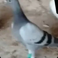 کبوتر پلاکی و کله ای
