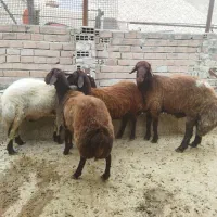 گوسفند جنس دار