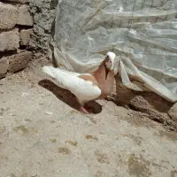 طوقی ماده زرد