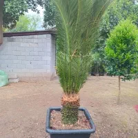 سیکاس