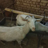 بز سانن آبستن بزغاله دار