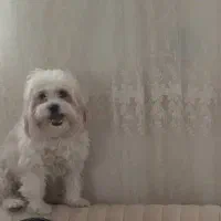 سگ شیتزو تریر