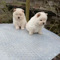 توله چاو چاو|سگ|سنگر, |دیوار