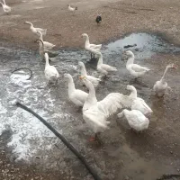 غوغاز‌اوکراین