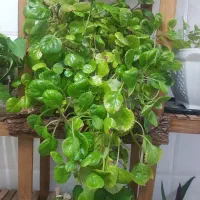 گل اپارتمانی|گل و گیاه طبیعی|اصفهان, پینارت|دیوار