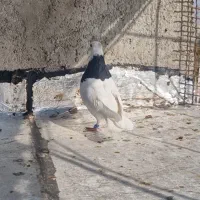 طوقی سیاه نر|پرنده|بجنورد, |دیوار