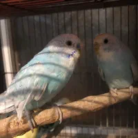 ۴ عدد مرغ عشق