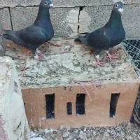 کبوتر زاغ سیاه|پرنده|خشت, |دیوار