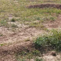 انجیرستان واقع در منطقه لای سروی پشت مرغداری راوش