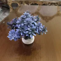 گیاه آکواریومی|ماهی|مشکیندشت, |دیوار