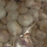 فروش مقداری سیر تمیز و تازه