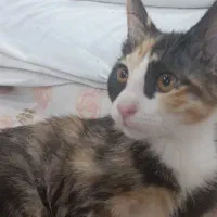 گربه نژاد DSH|گربه|تهران, سبلان (لشگر)|دیوار