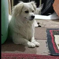 سگ اشپیتز نر