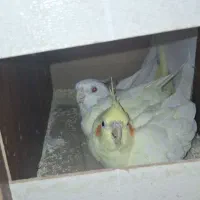 مرغ عروس هلندی مولد