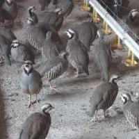 مرغ خروس جوجه خروس بلدرچین پرنده جوجه