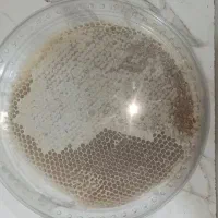 فروش عسل طبیعی کردستان، ژل رویال معجون تقویت جنسی|خوردنی و آشامیدنی|کلاله, |دیوار