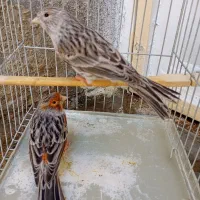 قناری نر و ماده نژاد آگاد مولد|پرنده|سنندج, |دیوار