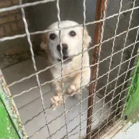 واگذاری سگ اپارتمانی|سگ|مشهد, آزادشهر|دیوار