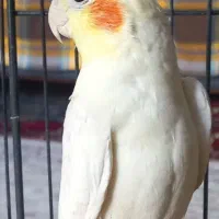 عروس هلندی