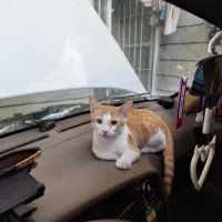 اهدای رایگان گربه نر