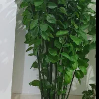دو نوع گل